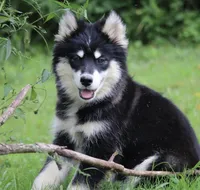 Dash , a male Pomsky for sale in Lancaster, OH – 4 of 9