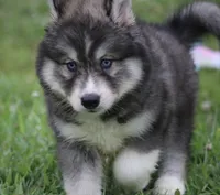 Shayleigh , a female Pomsky for sale in Lancaster, OH – 3 of 4