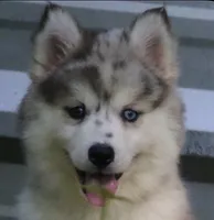Holly, a female Pomsky for sale in Lancaster, OH – 4 of 10