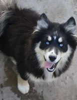 Sparkles, a female Pomsky for sale in Lancaster, OH – 2 of 10