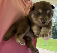 Amber , a female Pomsky for sale in Lancaster, OH – 2 of 4
