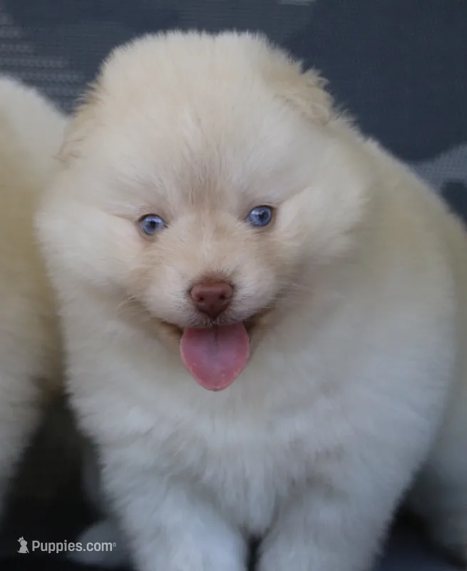 Cotton – Pomsky puppy for sale in Lancaster, OH
