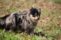 Sparky, a male Pomsky for sale in Lancaster, OH – 3 of 6