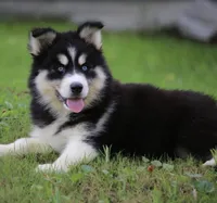 Shayla , a female Pomsky for sale in Lancaster, OH – 4 of 5
