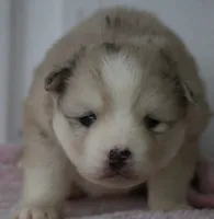 processed/6ca180fc-7f37-4648-817e-e89e0fd8d599/listing/3c6c3d6d-51ba-4a4d-a1a3-7f2fef0eee50/20b376cd-c589-4eed-b457-39f669b0a592