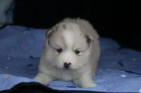 processed/6ca180fc-7f37-4648-817e-e89e0fd8d599/listing/3c6c3d6d-51ba-4a4d-a1a3-7f2fef0eee50/6159b54c-0347-40ac-87af-d2d7bbb9ea7f