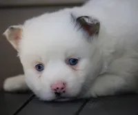 Prince , a male Pomsky for sale in Lancaster, OH – 2 of 4