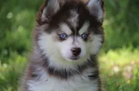 Dee, a female Pomsky for sale in Lancaster, OH – 5 of 5