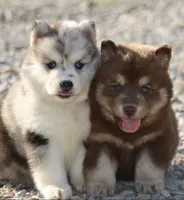 Holly, a female Pomsky for sale in Lancaster, OH – 7 of 10