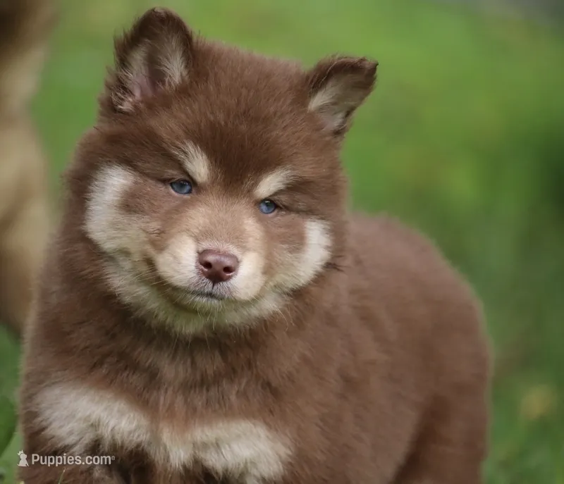 Amber  – Pomsky puppy for sale in Lancaster, OH