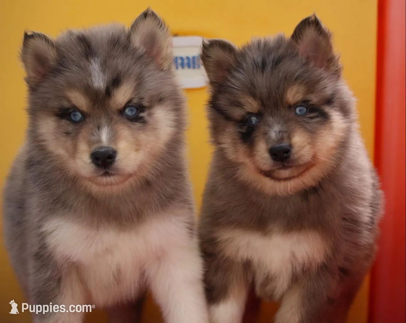 Charlie, a male Pomsky for sale in Lancaster, OH – Photo 3 of 5