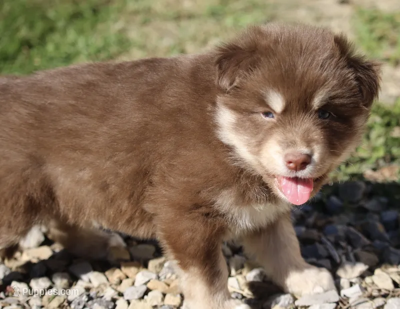 Hugo – Pomsky puppy for sale in Lancaster, OH