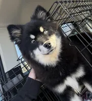 Faith, a female Pomsky for sale in Lancaster, OH – Photo 1 of 2