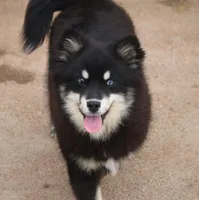 Faith, a female Pomsky for sale in Lancaster, OH – Photo 2 of 2