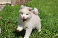 Max, a male Pomsky for sale in Lancaster, OH – 10 of 10