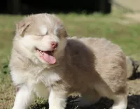 Hunny , a female Pomsky for sale in Lancaster, OH – 2 of 4