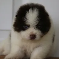 Nugget, a male Pomsky for sale in Lancaster, OH – 4 of 6