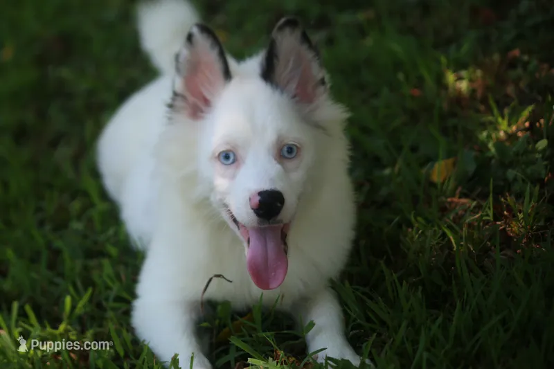 Prince  – Pomsky puppy for sale in Lancaster, OH