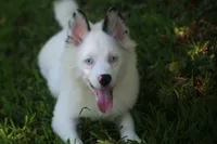 Prince , a male Pomsky for sale in Lancaster, OH – 1 of 10