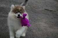 Jillian, a female Pomsky for sale in Lancaster, OH – Photo 3 of 5