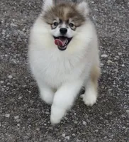 Jillian, a female Pomsky for sale in Lancaster, OH – Photo 2 of 5