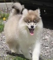 Jillian, a female Pomsky for sale in Lancaster, OH – Photo 4 of 5