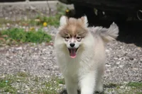 Jillian, a female Pomsky for sale in Lancaster, OH – Photo 5 of 5