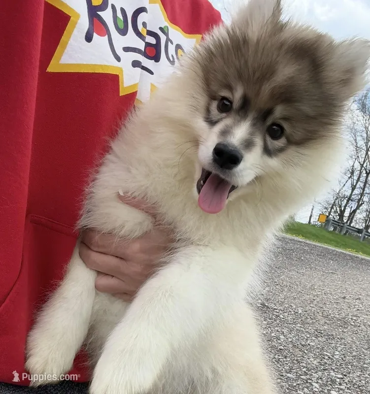 Jillian – Pomsky puppy for sale in Lancaster, OH