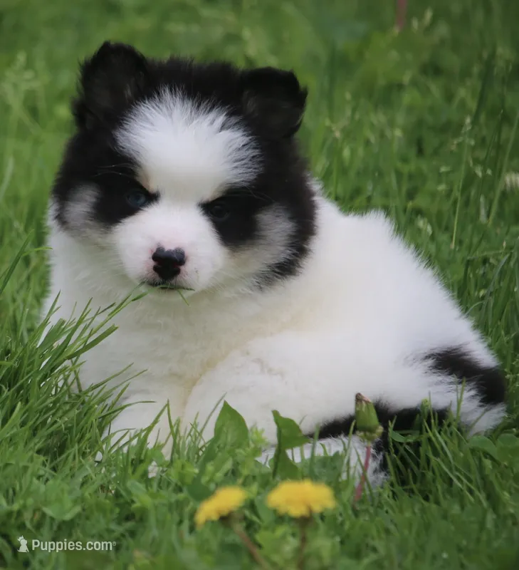 Paisley  – Pomsky puppy for sale in Lancaster, OH