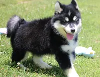 Dash , a male Pomsky for sale in Lancaster, OH – 9 of 10