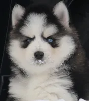 processed/6ca180fc-7f37-4648-817e-e89e0fd8d599/listing/44796e5e-e72c-4e54-82de-aadec9c449bc/3a715159-2926-4697-9d1c-366ebd6b5731