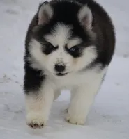 processed/6ca180fc-7f37-4648-817e-e89e0fd8d599/listing/44796e5e-e72c-4e54-82de-aadec9c449bc/9a90dbf2-b5a3-4246-a003-7997e44b8bb4