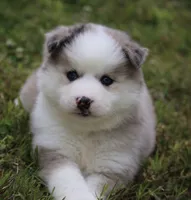 Marshmellow, a female Pomsky for sale in Lancaster, OH – 7 of 9