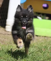 Harper, a female Pomsky for sale in Lancaster, OH – 5 of 5