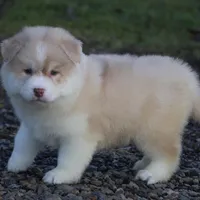 Corbin, a male Pomsky for sale in Lancaster, OH – Photo 5 of 7