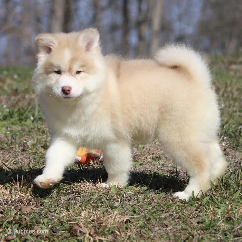 Corbin – Pomsky puppy for sale in Lancaster, OH