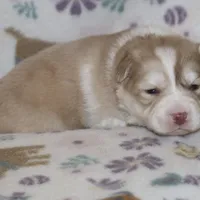 Corbin, a male Pomsky for sale in Lancaster, OH – Photo 7 of 7