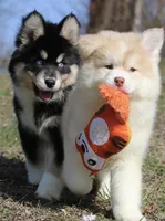 Corbin, a male Pomsky for sale in Lancaster, OH – Photo 2 of 7