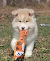 Corbin, a male Pomsky for sale in Lancaster, OH – Photo 3 of 7