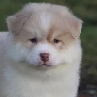 Corbin, a male Pomsky for sale in Lancaster, OH – Photo 4 of 7