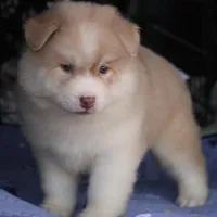 Corbin, a male Pomsky for sale in Lancaster, OH – Photo 6 of 7