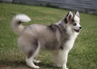 Bam bam, a male Pomsky for sale in Lancaster, OH – Photo 3 of 6