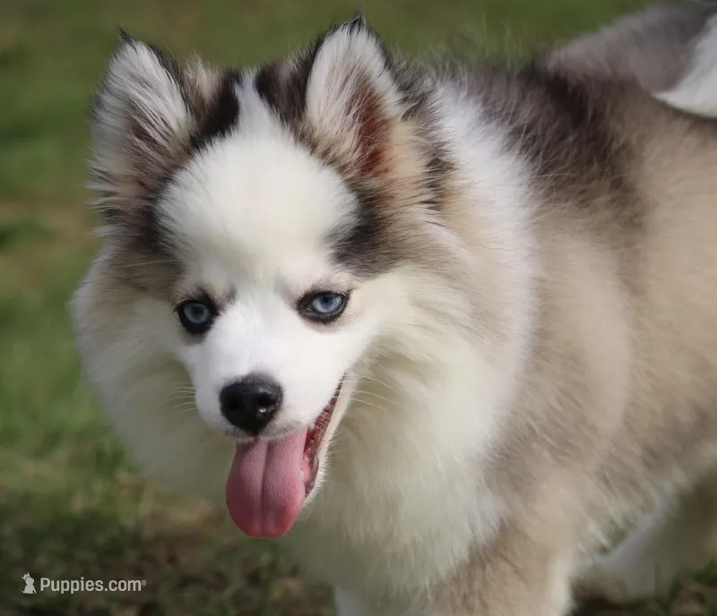 Bam bam – Pomsky puppy for sale in Lancaster, OH