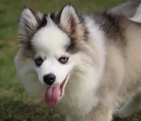 Bam bam, a male Pomsky for sale in Lancaster, OH – Photo 1 of 6
