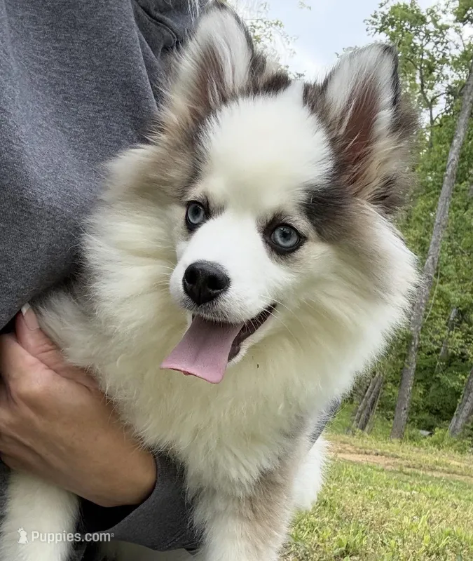 Bam bam – Pomsky puppy for sale in Lancaster, OH
