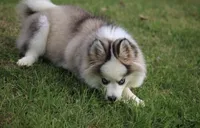 Bam bam, a male Pomsky for sale in Lancaster, OH – Photo 4 of 6