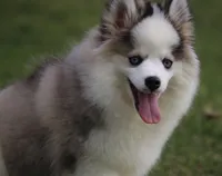 Bam bam, a male Pomsky for sale in Lancaster, OH – Photo 2 of 6