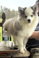 Bam bam, a male Pomsky for sale in Lancaster, OH – Photo 6 of 6