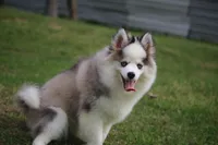 Bam bam, a male Pomsky for sale in Lancaster, OH – Photo 5 of 6