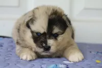 Bliss , a female Pomsky for sale in Lancaster, OH – 5 of 6